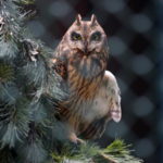 Our Visit To Raptor Trust