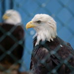 Our Visit To Raptor Trust