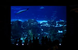 Our Visit To Adventure Aquarium