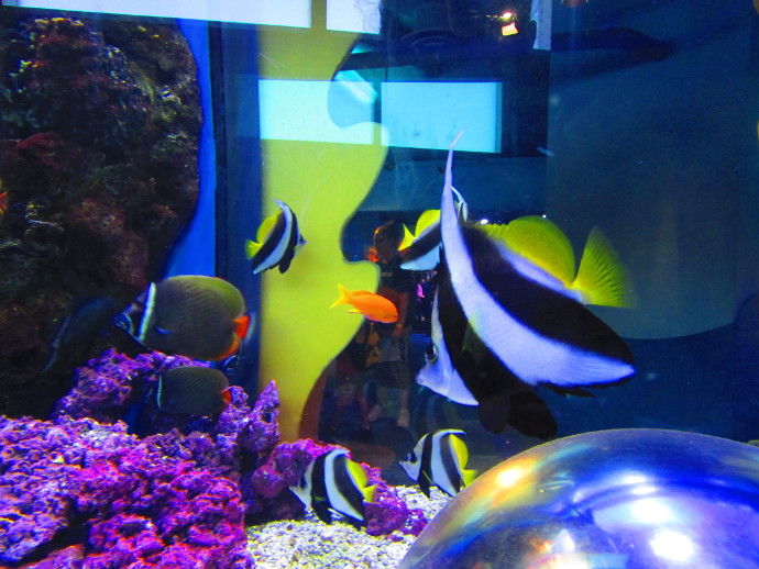 Our Visit To Adventure Aquarium