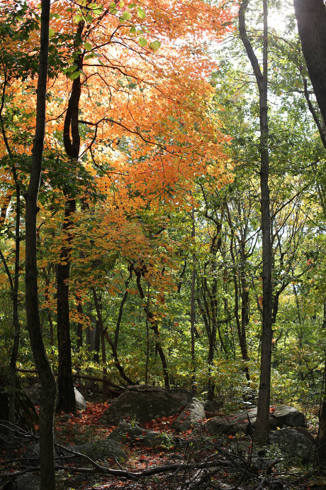 Our Visit To Sourland Mountain Preserve Hiking in NJ