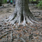 Our Visit To Sourland Mountain Preserve Hiking in NJ