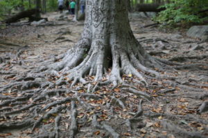 Our Visit To Sourland Mountain Preserve Hiking in NJ