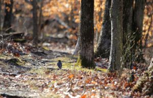 Our Visit To Herrontown Arboretum