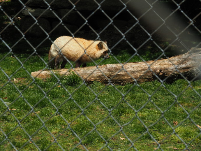 Our Visit to Lakota Wolf Preserve