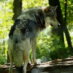 Our Visit to Lakota Wolf Preserve