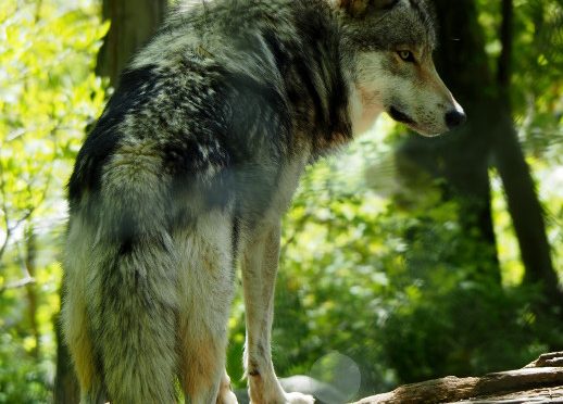 Our Visit to Lakota Wolf Preserve