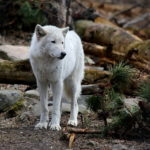 Our visit to Lakota Wolf Preserve