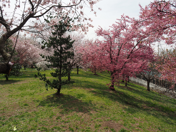 Bound Brook Park Cherry Blossom