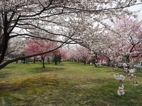 Bound Brook Park Cherry Blossom