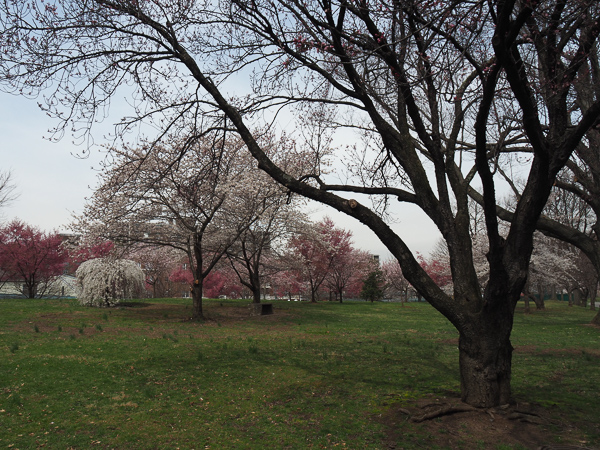 Pink trees