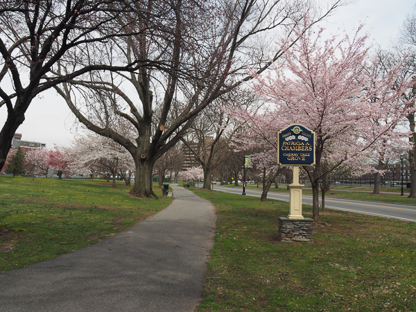 Bound Brook Park Cherry Blossom