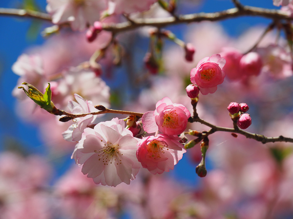 Pink flowers