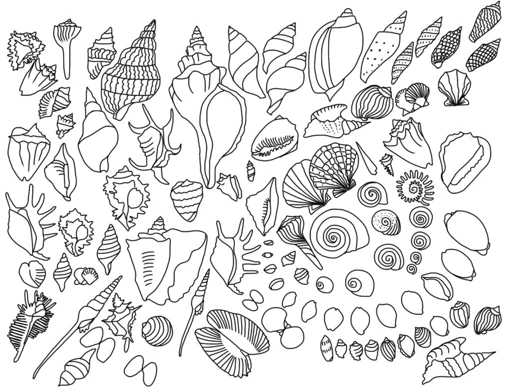 Seashell Coloring Page