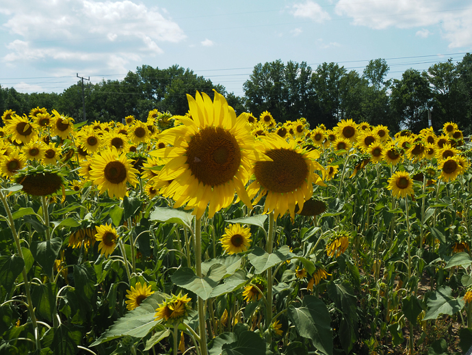 Our Visit To Happy Day Farm