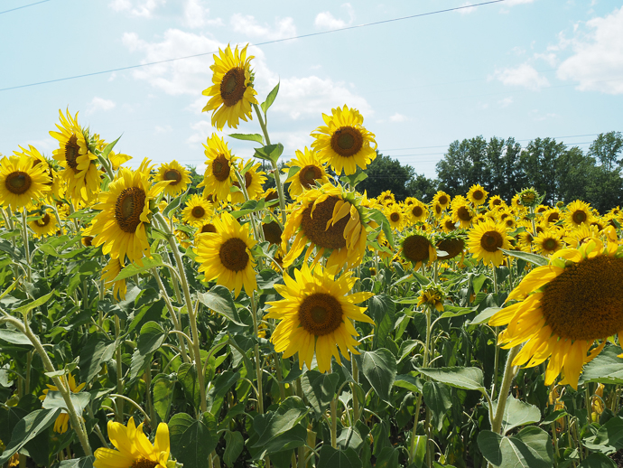 Our Visit To Happy Day Farm