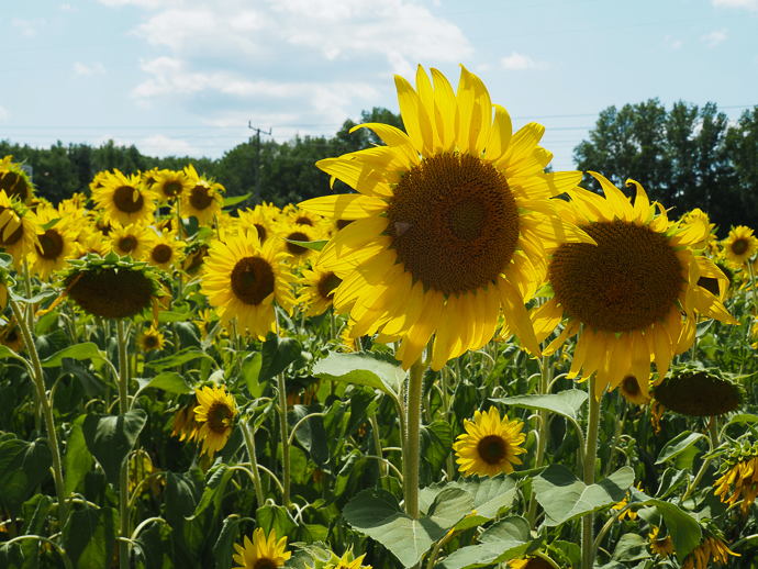 Our Visit To Happy Day Farm