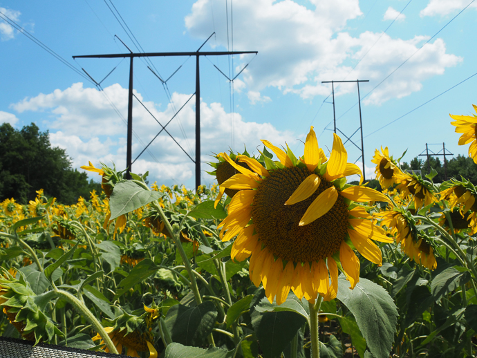 Our Visit To Happy Day Farm