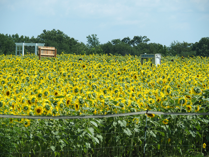 Our Visit To Happy Day Farm